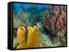 Couple Scuba Diving, Sponge Formations, Half Moon Caye, Barrier Reef, Belize-Stuart Westmoreland-Framed Stretched Canvas