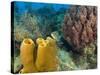 Couple Scuba Diving, Sponge Formations, Half Moon Caye, Barrier Reef, Belize-Stuart Westmoreland-Stretched Canvas