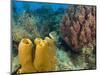 Couple Scuba Diving, Sponge Formations, Half Moon Caye, Barrier Reef, Belize-Stuart Westmoreland-Mounted Photographic Print