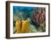 Couple Scuba Diving, Sponge Formations, Half Moon Caye, Barrier Reef, Belize-Stuart Westmoreland-Framed Photographic Print