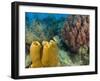 Couple Scuba Diving, Sponge Formations, Half Moon Caye, Barrier Reef, Belize-Stuart Westmoreland-Framed Photographic Print