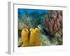 Couple Scuba Diving, Sponge Formations, Half Moon Caye, Barrier Reef, Belize-Stuart Westmoreland-Framed Photographic Print