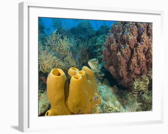 Couple Scuba Diving, Sponge Formations, Half Moon Caye, Barrier Reef, Belize-Stuart Westmoreland-Framed Photographic Print