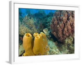 Couple Scuba Diving, Sponge Formations, Half Moon Caye, Barrier Reef, Belize-Stuart Westmoreland-Framed Photographic Print