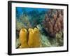 Couple Scuba Diving, Sponge Formations, Half Moon Caye, Barrier Reef, Belize-Stuart Westmoreland-Framed Photographic Print