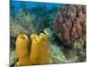 Couple Scuba Diving, Sponge Formations, Half Moon Caye, Barrier Reef, Belize-Stuart Westmoreland-Mounted Photographic Print