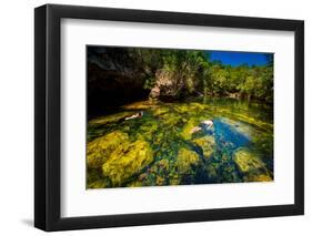 Couple Snorkels in the Cenotes of Chiken-Ha, Tulum, Mexico, North America-Laura Grier-Framed Photographic Print