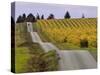 Couple Walking in Vineyard, King Estate Winery, Eugene, Oregon-Janis Miglavs-Stretched Canvas