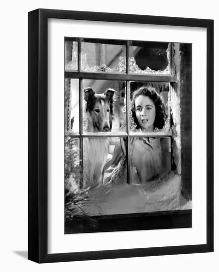 Courage of Lassie, Elizabeth Taylor, 1946-null-Framed Photo