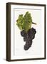 Courbes Grape-J. Troncy-Framed Giclee Print