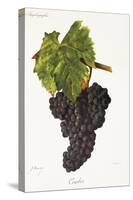 Courbes Grape-J. Troncy-Stretched Canvas