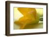 Courgette Flower on Table-Foodcollection-Framed Photographic Print