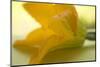 Courgette Flower on Table-Foodcollection-Mounted Photographic Print