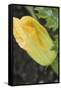 Courgette Flower on the Plant (Close-Up)-Foodcollection-Framed Stretched Canvas