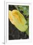 Courgette Flower on the Plant (Close-Up)-Foodcollection-Framed Photographic Print