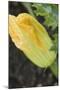 Courgette Flower on the Plant (Close-Up)-Foodcollection-Mounted Photographic Print