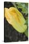 Courgette Flower on the Plant (Close-Up)-Foodcollection-Stretched Canvas