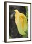 Courgette Flower on the Plant (Close-Up)-Foodcollection-Framed Photographic Print