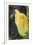 Courgette Flower on the Plant (Close-Up)-Foodcollection-Framed Photographic Print