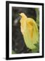 Courgette Flower on the Plant (Close-Up)-Foodcollection-Framed Photographic Print