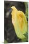 Courgette Flower on the Plant (Close-Up)-Foodcollection-Mounted Photographic Print