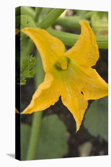 Courgette Flower on the Plant-Eising Studio - Food Photo and Video-Stretched Canvas