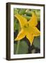 Courgette Flower on the Plant-Eising Studio - Food Photo and Video-Framed Photographic Print