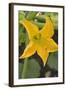 Courgette Flower on the Plant-Eising Studio - Food Photo and Video-Framed Photographic Print