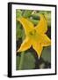 Courgette Flower on the Plant-Eising Studio - Food Photo and Video-Framed Photographic Print