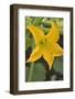 Courgette Flower on the Plant-Eising Studio - Food Photo and Video-Framed Photographic Print