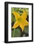 Courgette Flower on the Plant-Eising Studio - Food Photo and Video-Framed Photographic Print