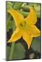 Courgette Flower on the Plant-Eising Studio - Food Photo and Video-Mounted Photographic Print