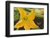 Courgette Flower on the Plant-Eising Studio - Food Photo and Video-Framed Photographic Print