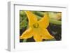 Courgette Flower on the Plant-Eising Studio - Food Photo and Video-Framed Photographic Print