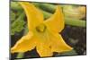 Courgette Flower on the Plant-Eising Studio - Food Photo and Video-Mounted Photographic Print