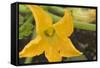 Courgette Flower on the Plant-Eising Studio - Food Photo and Video-Framed Stretched Canvas