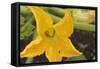 Courgette Flower on the Plant-Eising Studio - Food Photo and Video-Framed Stretched Canvas