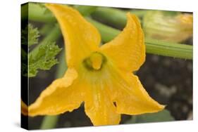Courgette Flower on the Plant-Eising Studio - Food Photo and Video-Stretched Canvas