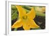 Courgette Flower on the Plant-Eising Studio - Food Photo and Video-Framed Photographic Print