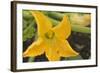 Courgette Flower on the Plant-Eising Studio - Food Photo and Video-Framed Photographic Print