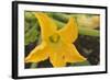 Courgette Flower on the Plant-Eising Studio - Food Photo and Video-Framed Photographic Print