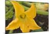 Courgette Flower on the Plant-Eising Studio - Food Photo and Video-Mounted Photographic Print