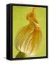 Courgette Flower-null-Framed Stretched Canvas