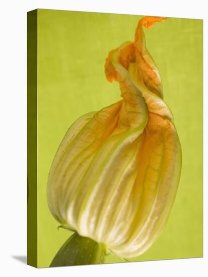 Courgette Flower-null-Stretched Canvas