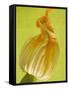 Courgette Flower-null-Framed Stretched Canvas