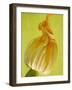 Courgette Flower-null-Framed Premium Photographic Print
