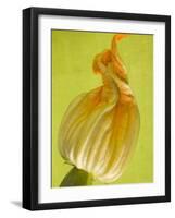 Courgette Flower-null-Framed Premium Photographic Print