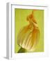 Courgette Flower-null-Framed Premium Photographic Print