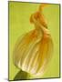 Courgette Flower-null-Mounted Premium Photographic Print