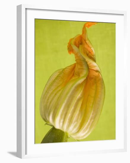 Courgette Flower-null-Framed Photographic Print